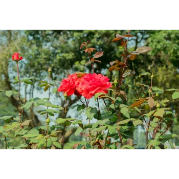 Red Rose Plant